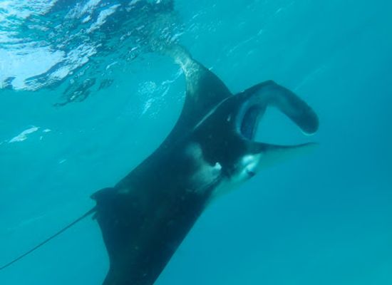 maldives/ari-atoll/attraction/genburu