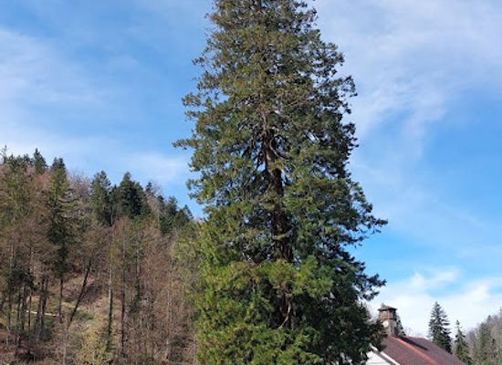 austria/bregenzerwald/attraction/riesen-zypresse