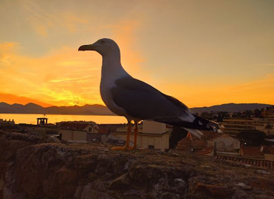 france/cannes/attraction/sunset-point-suquet