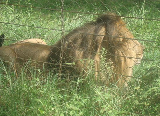 ethiopia/harari-region/attraction/elephant-sanctuary-headquaters
