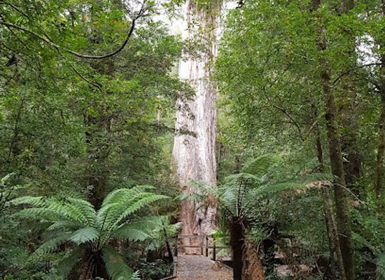 australia/yarra-valley/attraction/ada-tree