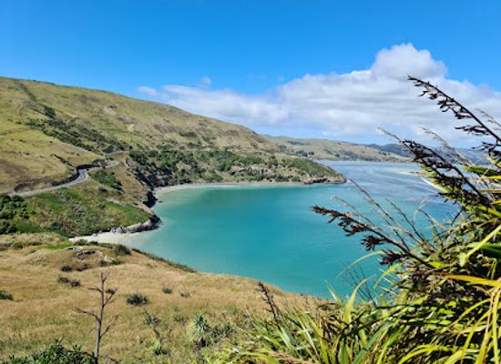 new-zealand/otago/attraction/royal-albatross-centre