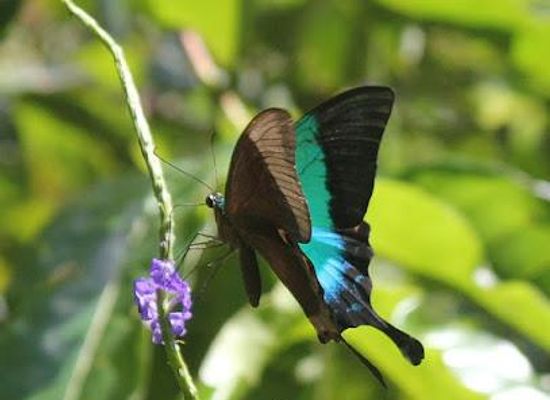 india/goa/attraction/mystic-woods