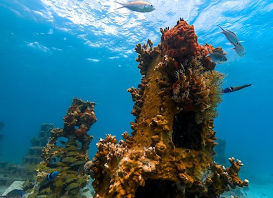 grenada/saint-andrew/attraction/grenada-artificial-reef-project