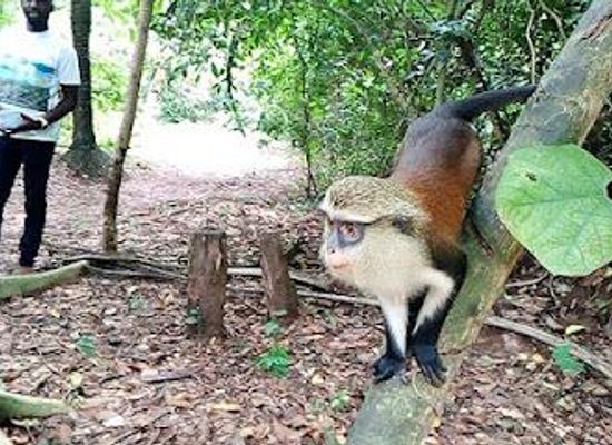 togo/kpalime/attraction/tafi-atome-monkey-sanctuary-and-cultural-village
