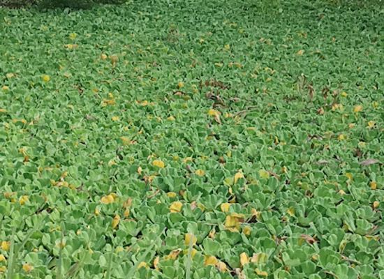 ghana/afife/attraction/wenya-vudo-wenya-sacred-well