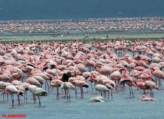 kenya/nakuru/attraction/lake-nakuru-national-park