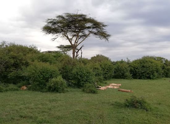 kenya/maasai-mara-national-reserve/attraction/naboisho-conservancy