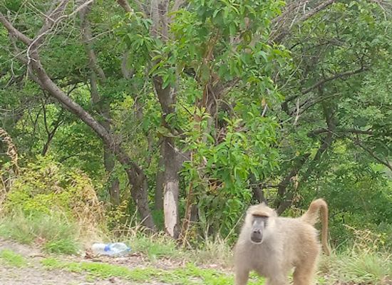 tanzania/mikumi-national-park/attraction/mikumi-aminal