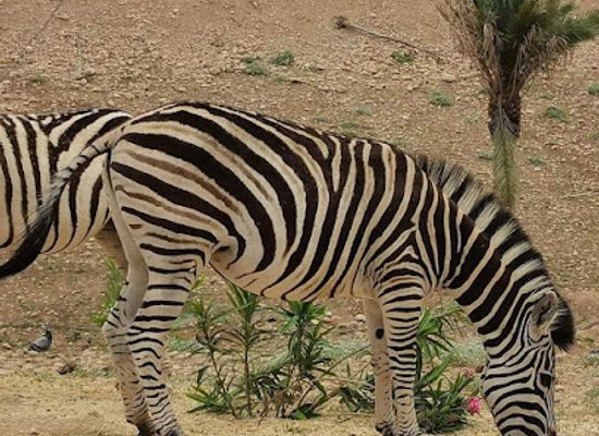 iraq/kurdistan-region/attraction/erbil-zoo