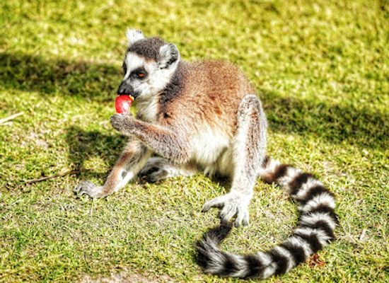 greece/dodecanese/attraction/lemur-s-park