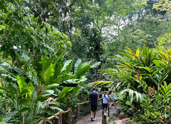 belize/san-ignacio/attraction/green-iguana-conservation-project