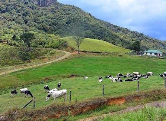 sri-lanka/ella/attraction/ambewela-farm