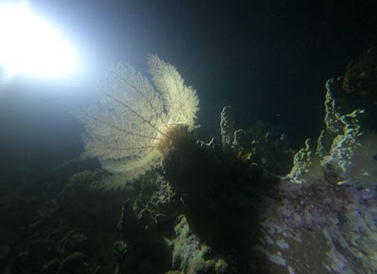 new-caledonia/lifou/attraction/lagoon-safaris