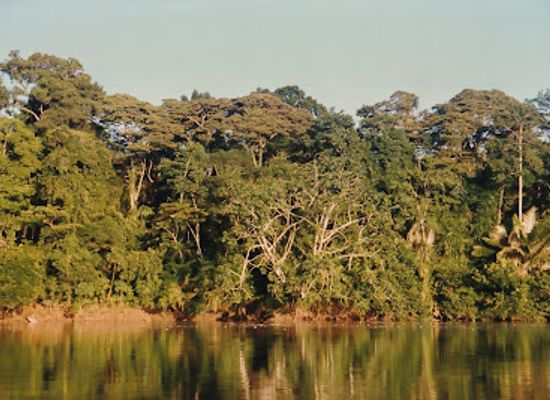 ecuador/cuyabeno-wildlife-reserve/attraction/reserva-de-produccion-de-fauna-cuyabeno