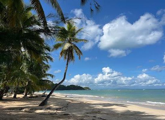 dominican-republic/samana/attraction/playa-las-ballenas