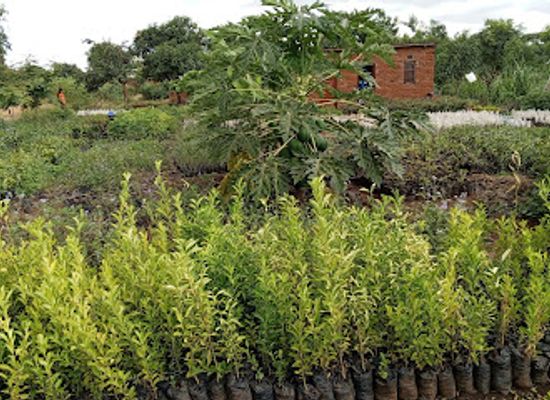 malawi/zomba-plateau/attraction/lingani-tree-nursery