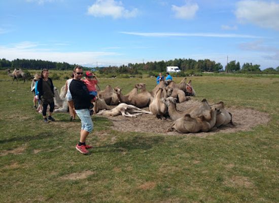 sweden/blekinge/attraction/kamelranch