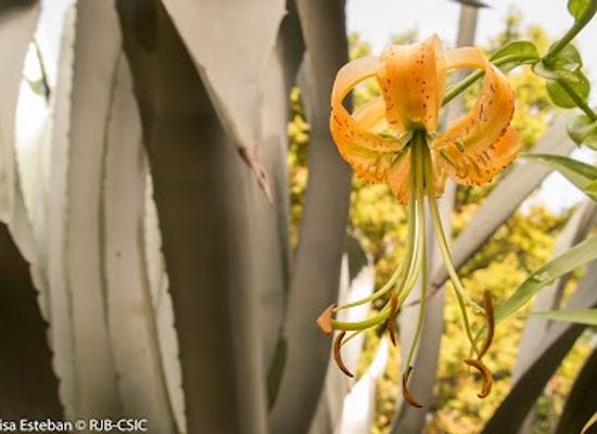 spain/madrid/chueca/attraction/real-jardin-botanico