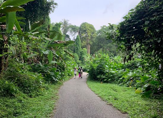 singapore/novena/attraction/bukit-brown-avatar-trees
