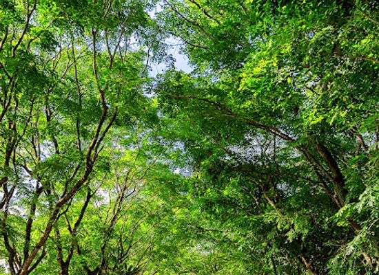 brunei/brunei-muara-district/attraction/jerudong-s-tunnel-of-trees