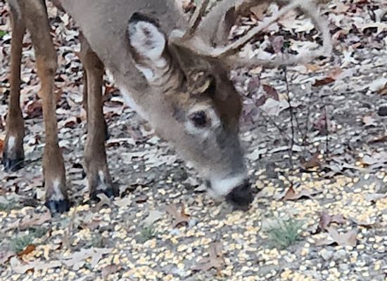 maryland/waldorf/attraction/waldorf-wildlife-autonomy-zone