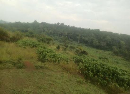 uganda/fort-portal/attraction/kibale-national-park-information-office
