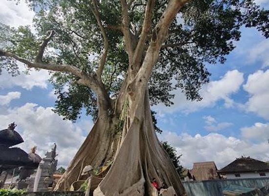 indonesia/bali/attraction/bayan-ancient-tree