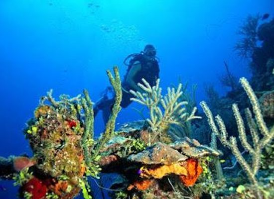 the-bahamas/andros/attraction/andros-barrier-reef