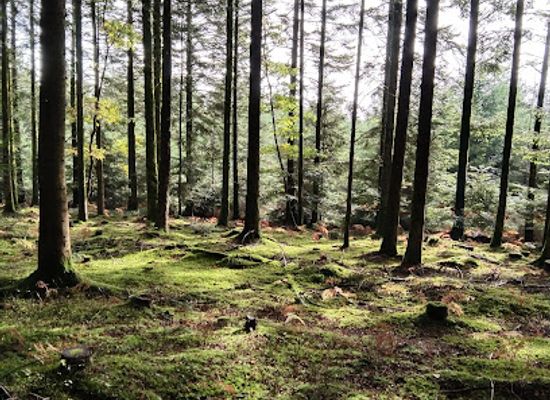 france/normandy-coast/attraction/ecouves-national-forest