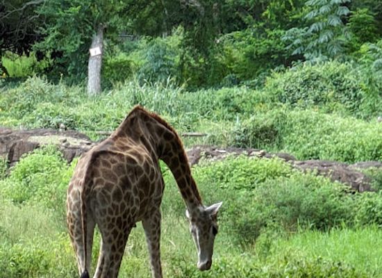 mauritius/flic-en-flac-beach/attraction/giraffe-viewpoint