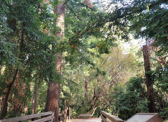 california/san-francisco-peninsula/attraction/redwood-grove-nature-preserve