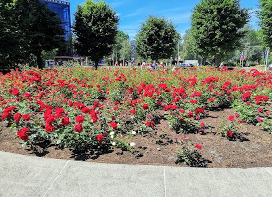 latvia/pape-nature-reserve/attraction/rose-square