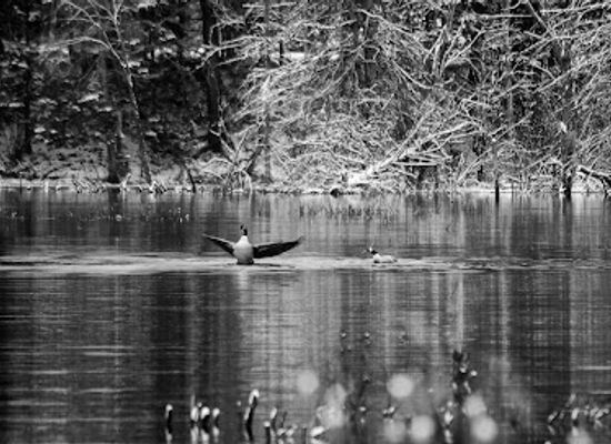 new-hampshire/great-north-woods/attraction/great-north-woods-region