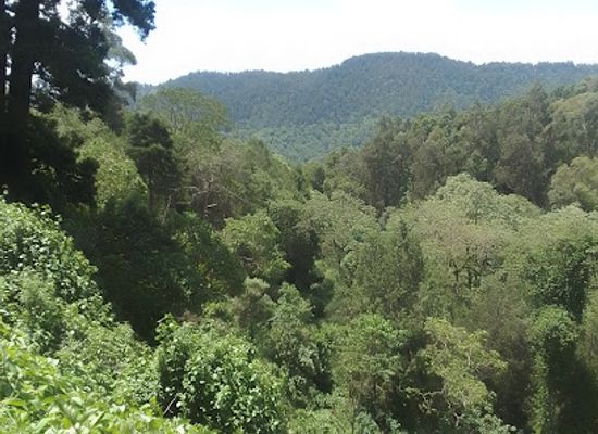 ethiopia/shewa/attraction/arbagugu-forest