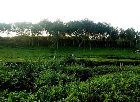 bangladesh/southern-bengal/attraction/lakkatura-tea-garden