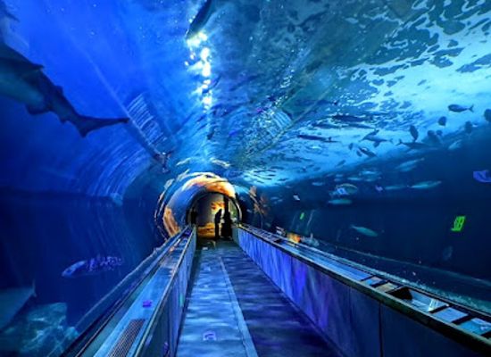 california/east-bay/attraction/aquarium-of-the-bay