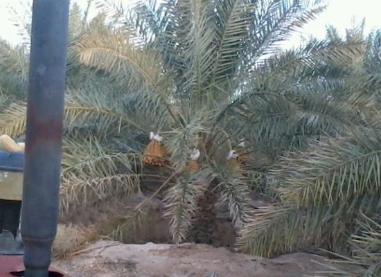 kuwait/al-asimah-governorate/attraction/alwaha-oasis