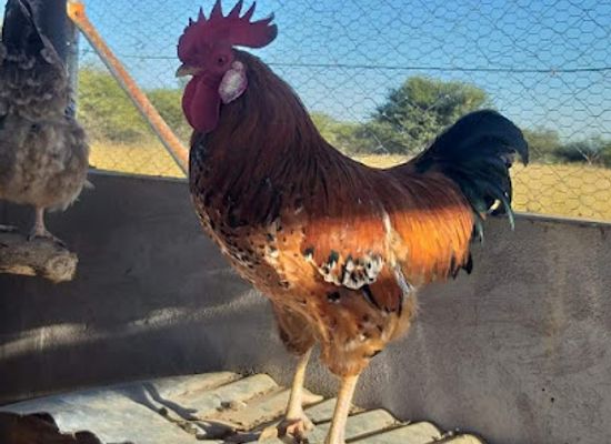 botswana/molepolole/attraction/the-village-junction