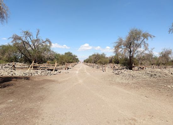 chile/tarapaca-region/attraction/reserva-nacional-pampa-del-tamarugal