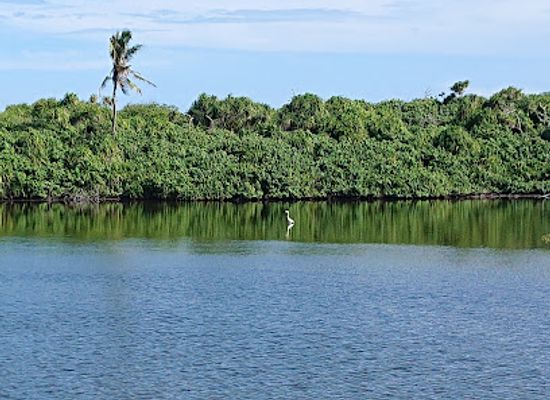 maldives/gan-island/attraction/bird-watch