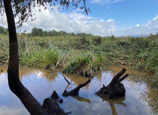 chile/los-rios-region/attraction/humedal-angachilla