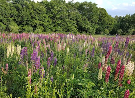 japan/hokkaido/attraction/hokusei-no-oka-observatory-park