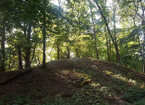 germany/munster/attraction/naturdenkmal-baumbestand-gut-insel