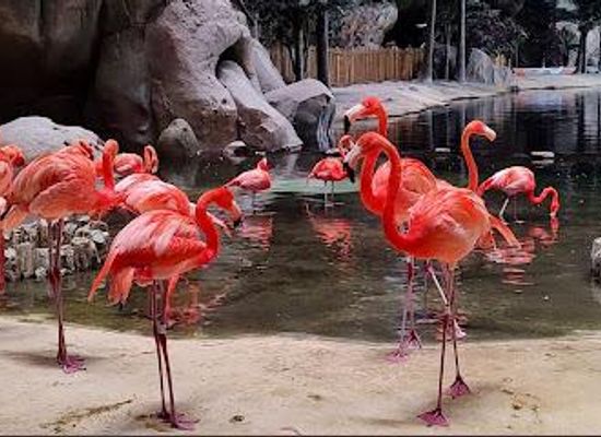 united-arab-emirates/abu-dhabi/attraction/seaworld-abu-dhabi