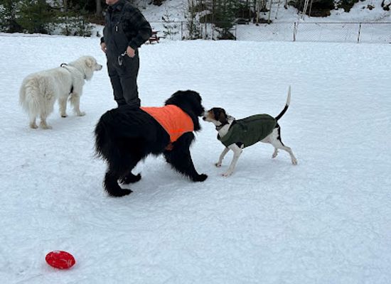vermont/sugarbush-resort/attraction/mad-river-valley-dog-park