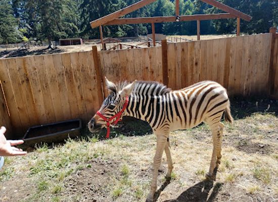 washington/mount-rainier-area/attraction/debbie-dolittle-s-petting-zoo