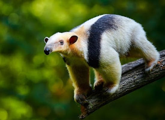 guyana/essequibo-islands-west-demerara/attraction/hyde-park-zoo