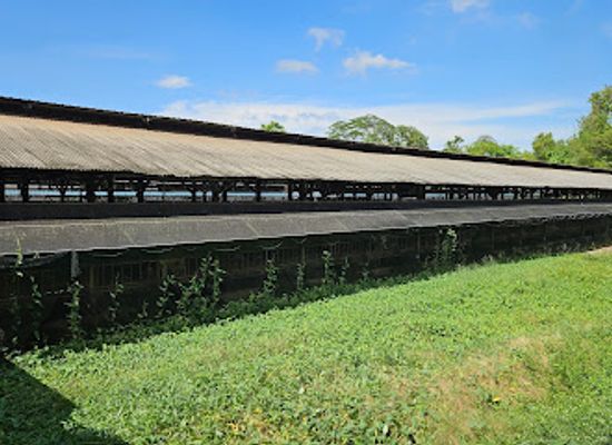 singapore/sungei-buloh-wetland-reserve/attraction/hay-dairies-pte-ltd-goat-farm