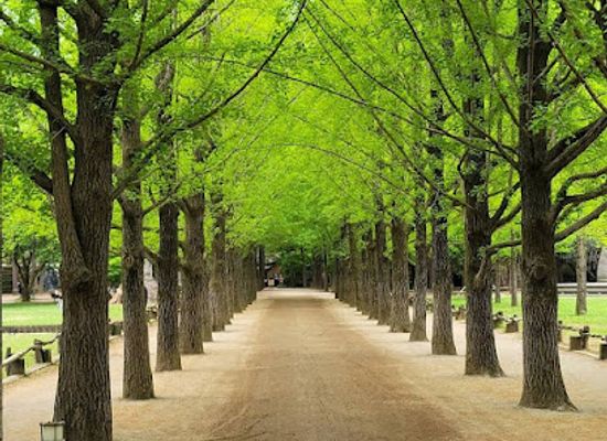 south-korea/honam-region/attraction/nami-island